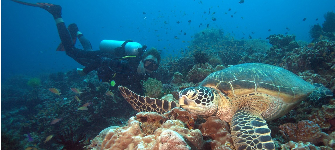 D3 APO island海底探索(船潛3支)