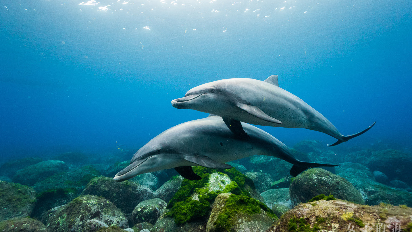 D2 船潛尋找海豚
