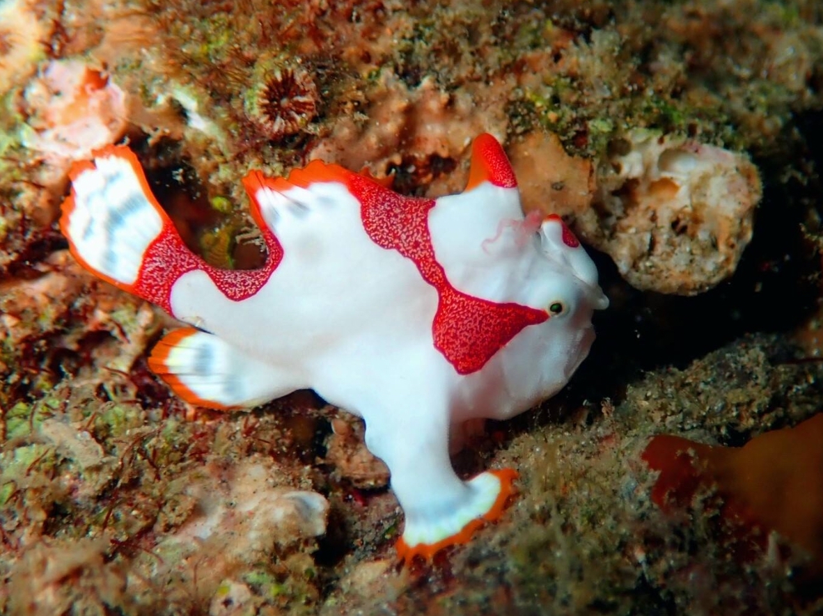 D2 馬里卡班海峽附近海域潛水